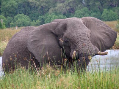 Animal tusker large photo