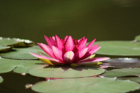 Water lilies pond zen