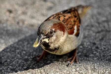 Eating head sparrow