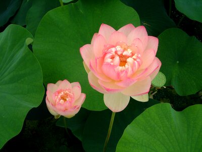 Lotus flowers Free photos