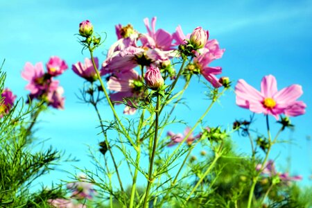 Beautiful Flowers bloom blooming