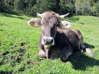 Animal cattle alpine meadow photo