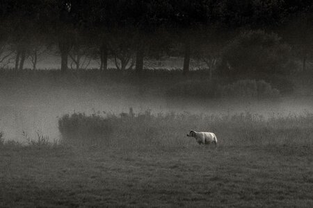 Animal black black and white