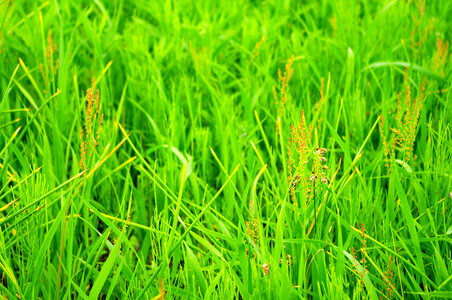 4 Grass