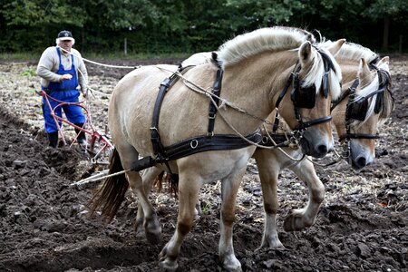 Working equine nature