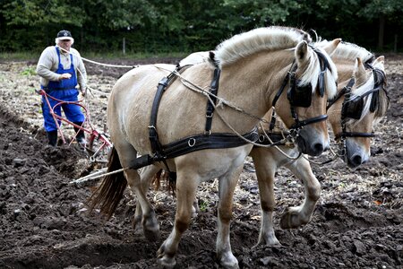 Working equine nature photo