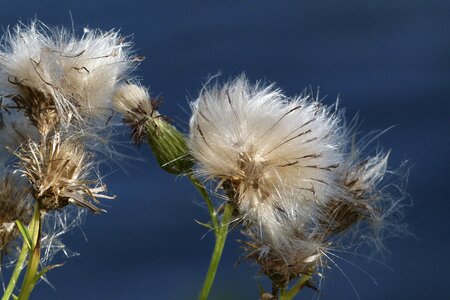 Wild flower wild plant meadow photo