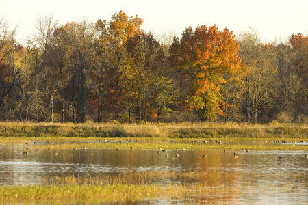 Wetland with autumn trees and ducks