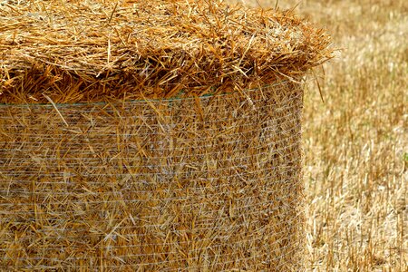 Close-Up hay field summer season photo