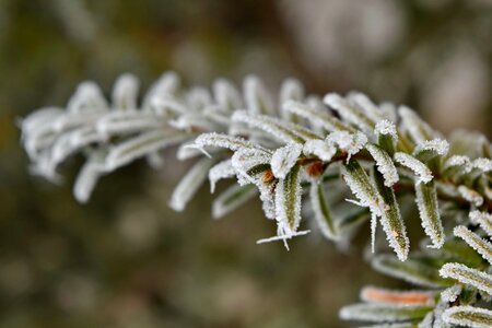 Conifer frost frosty photo