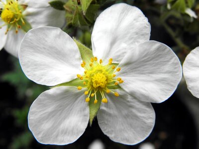 Nature white flower five petals photo