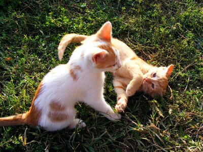 Cats pet cute