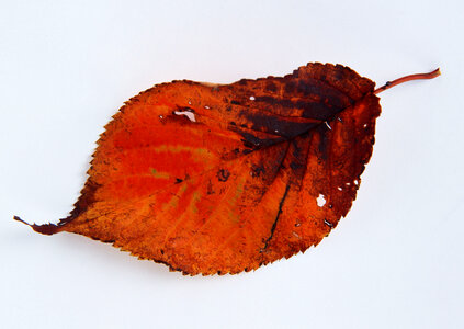 Dry leaf isolated on white photo