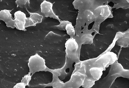 Bacteria round 