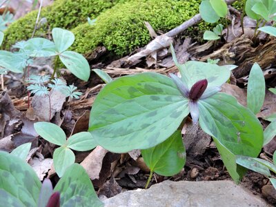 Forest jungle plant