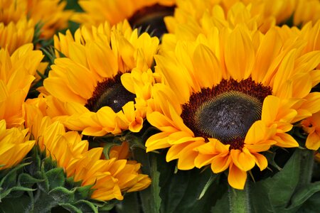 Bloom yellow plant