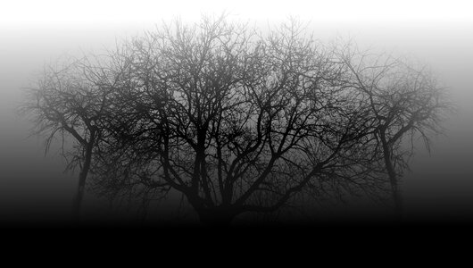 Tree with lots of branches in the mist