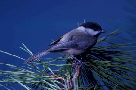 Bouquet Poecile atricapillus titmouse photo