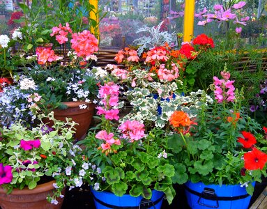 Plants summer garden plants