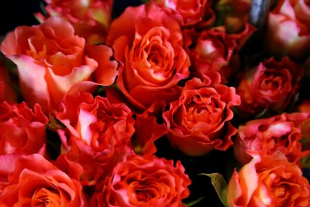 Bouquet flowers plant