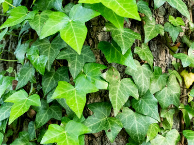 Green Leaves on Tree photo