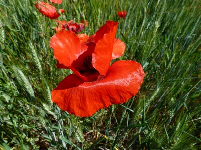 Macro red summer photo