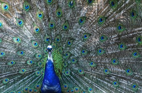 Bird colorful color