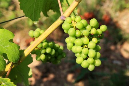 Green fruit berries