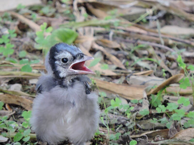 Juvenile Blue Jay-8