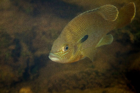  Redbreast sunfish