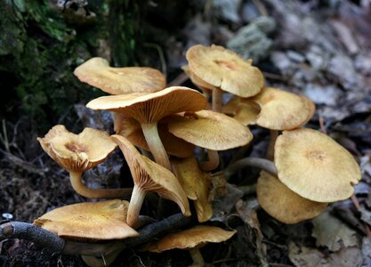 Toadstool forest natural photo