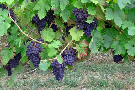 Vines harvest cultivation photo