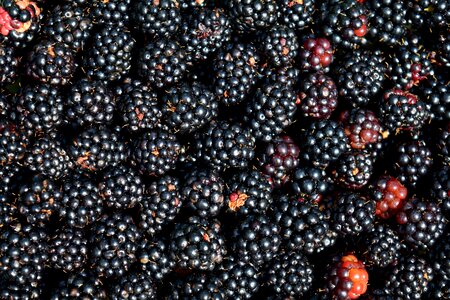 Berry blackberry diet