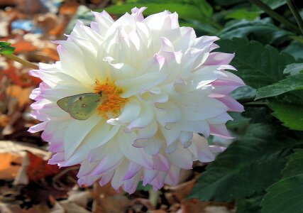 White pink butterfly photo