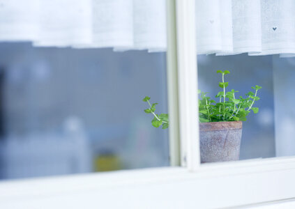 Fresh plant in a pot on an old retro window sill