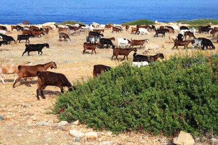 Flock goat group photo