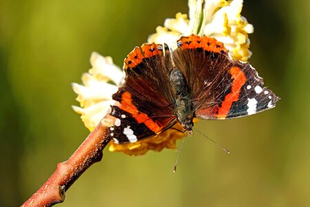 Animal arthropod beautiful flowers