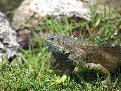 Wild vertebrate chameleon photo