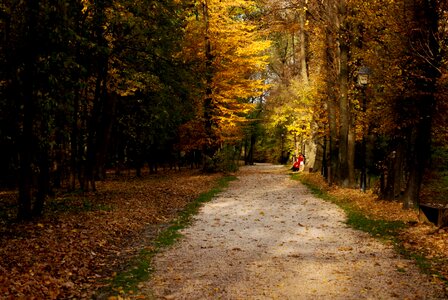 Alley autumn beautiful photo photo