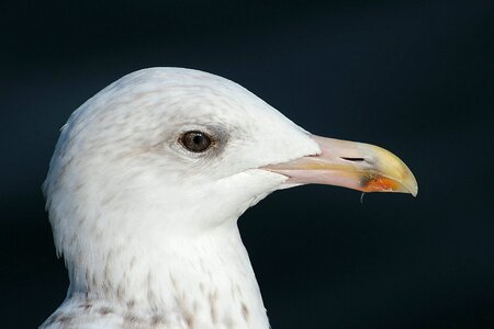 Laridae large gull seevogel photo