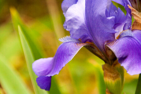 Purple flower