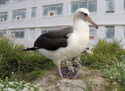 Wisdom and chick standing together photo