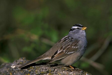 Close close-up means