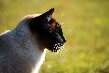 Animal cat claw photo