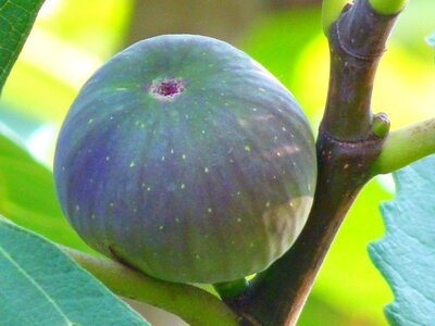 Ficus carica green