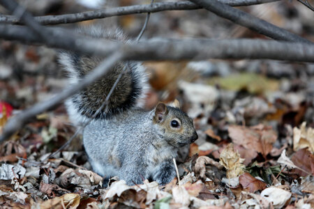 Squirrel In Forest photo