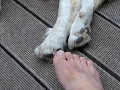 Foot ten human