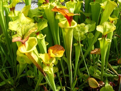 Plant natural blossom