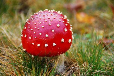 Fungus red poison