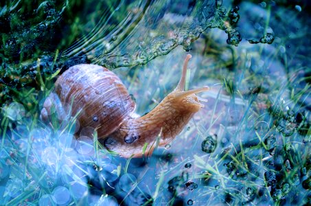 Slowly mollusk water